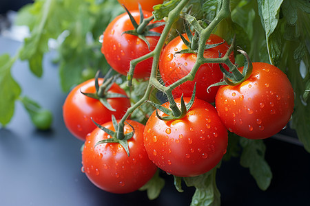 成熟的西红柿图片