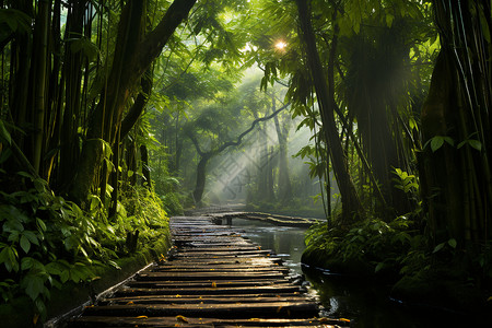 热带雨林的景观高清图片