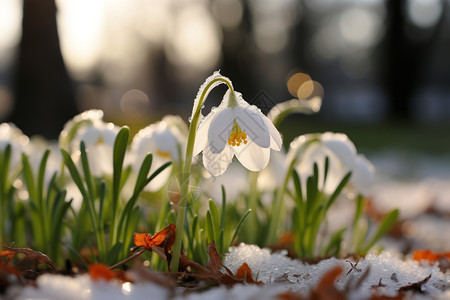 雪地里的花朵高清图片