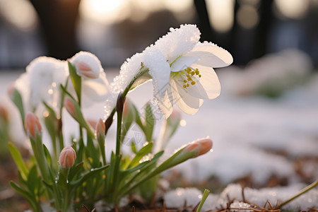 白雪覆盖下的花朵高清图片