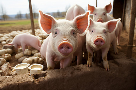 养殖场的小猪背景图片
