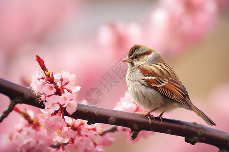 春日桃花树下的野鸟背景图片