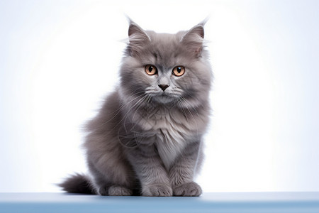 桌子上的灰猫背景图片