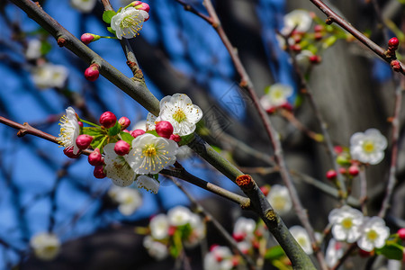 春日里的梅花图片