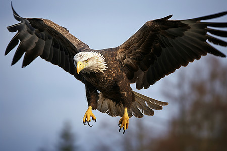 展翅高飞的鹰背景图片