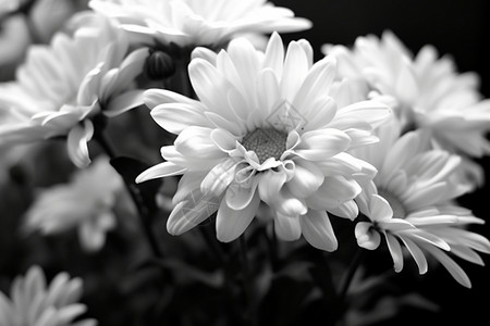 黑白的菊花照片背景图片