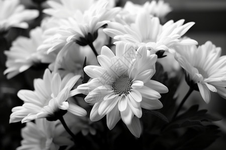 黑白的菊花花朵图片