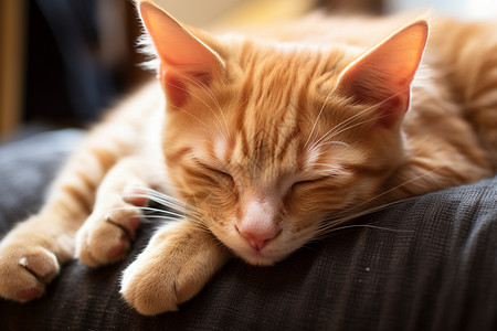 闭眼睛的猫橘色小猫在沙发上闭着眼睛睡觉背景