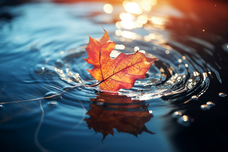 秋日水面飘落的醉人红叶背景图片