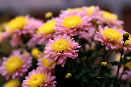 美丽的菊花植物背景图片