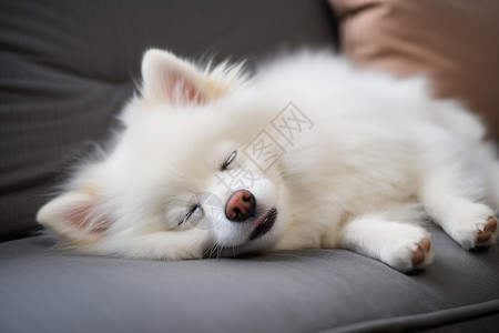 沙发上疲倦的狗狗高清图片