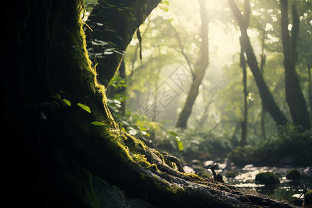 幻想绿色森林暮色中的神秘林间背景