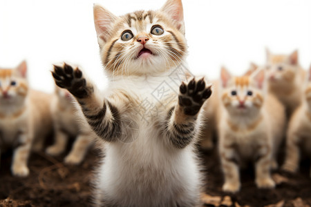举起前爪的猫咪图片