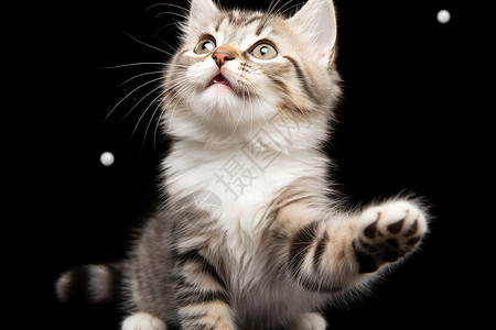 可爱小猫举起爪子图片