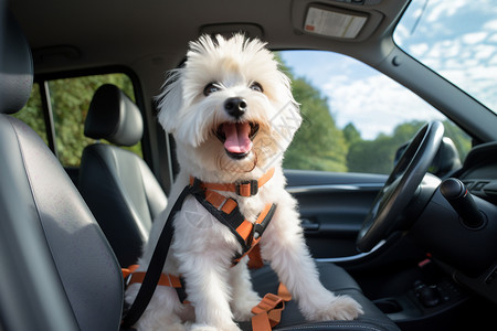 可爱小白狗吐舌小白狗坐在车后座上背景