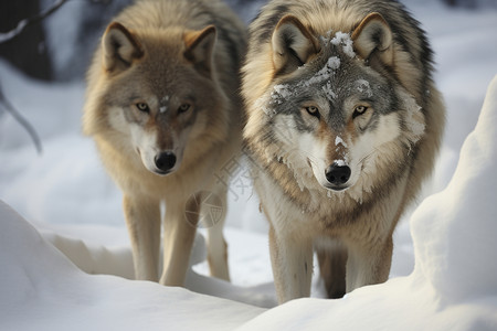积雪中的两头狼图片