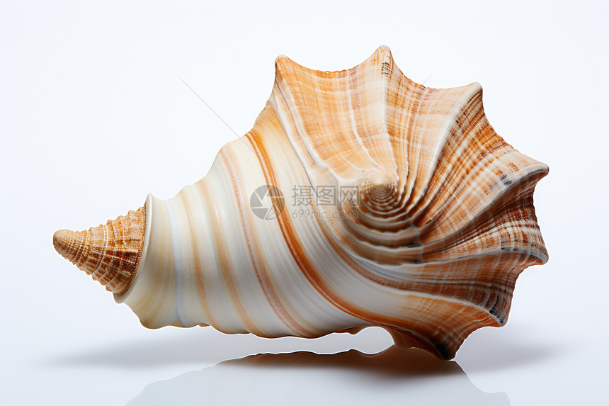 螺旋贝壳饰品图片