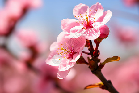 粉红色桃子树上绽放的桃花背景
