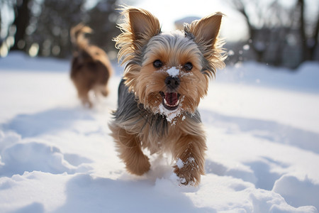 雪地里奔跑的小狗图片