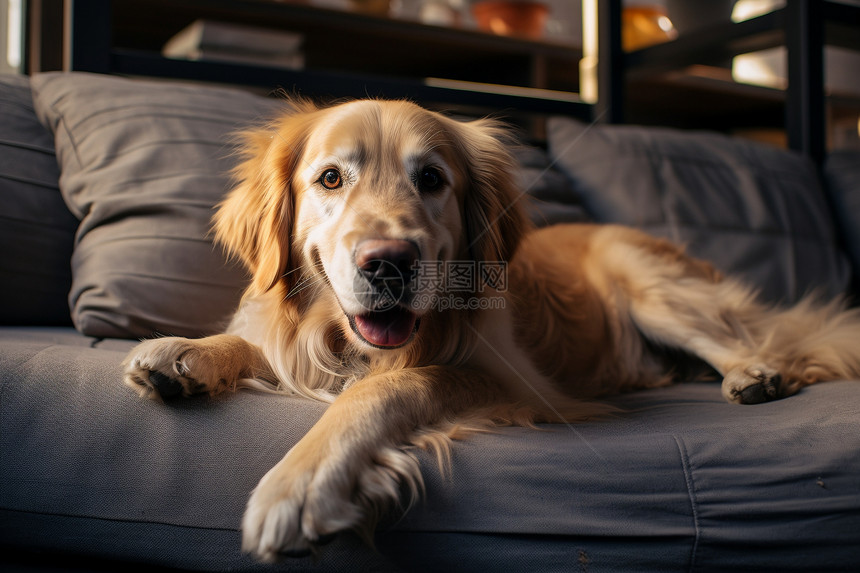 金毛犬躺在沙发上图片