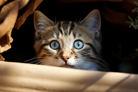 裤管里小猫箱子里伸出头的猫咪背景