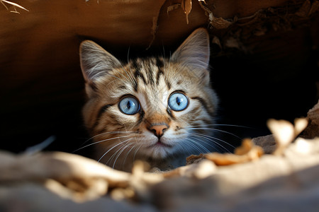 虎眼蓝眼猫咪钻出洞口背景