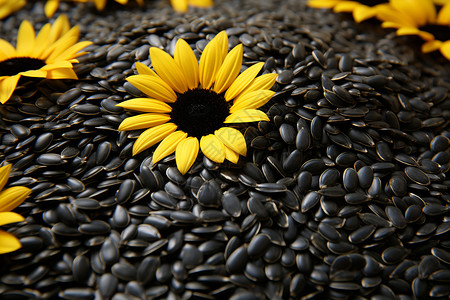 黑色的葵花籽背景图片