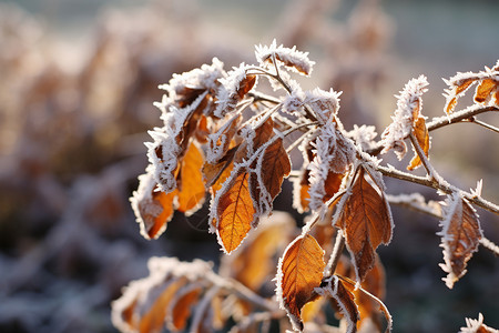 二十四节气之立冬海报冰雪中的枝叶背景