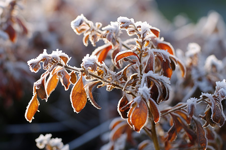 落雪节气手绘冬日的生命之美背景