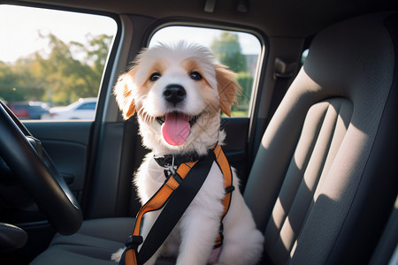 小狗旅行狗狗坐在汽车后座背景