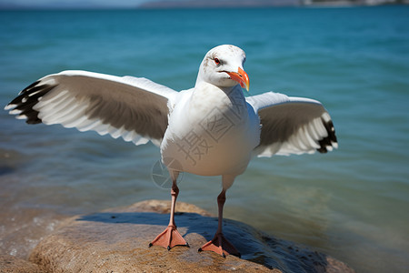 海边的自由海鸥图片