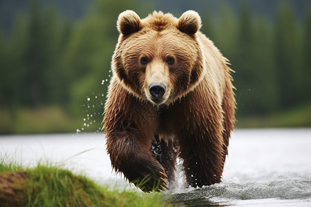 森林里的棕熊背景图片