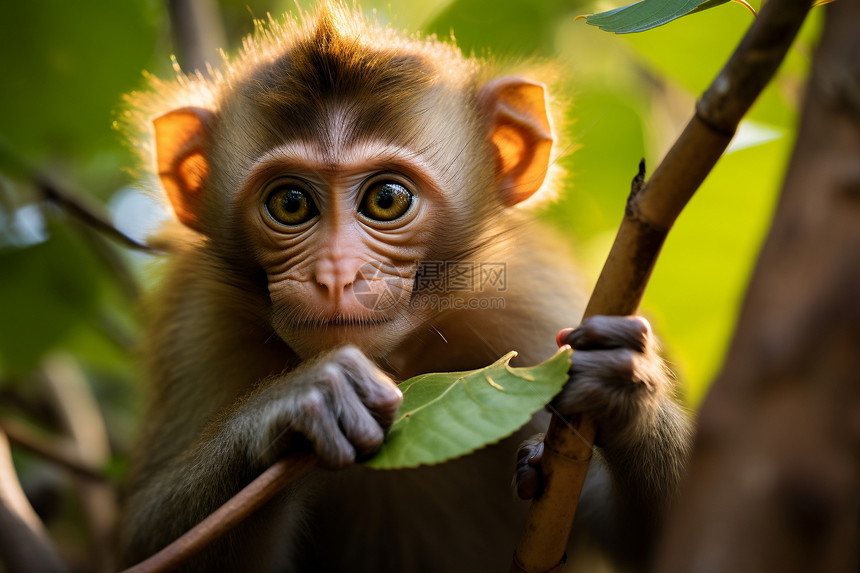 热带雨林中的可爱小猴子图片