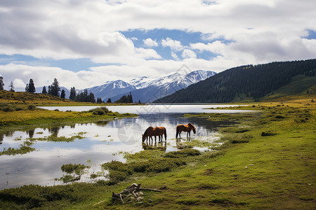 湖畔的两匹马背景图片