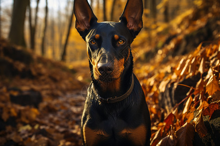 德国杜宾犬桌面户外的德国牧羊犬背景