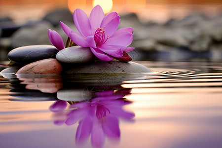 漂浮紫色花瓣一朵粉红色花朵在水中的岩石上背景