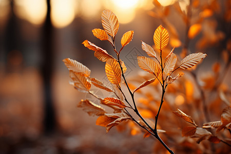 秋日里的树叶森林里的秋叶背景