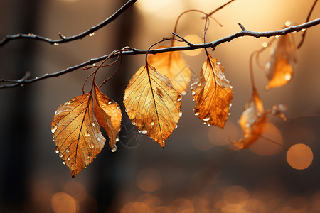 秋日的黄叶寒露树枝水滴高清图片