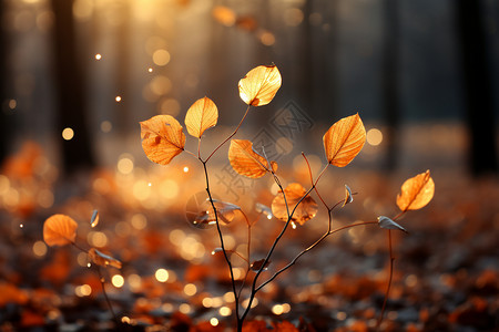 秋日余晖树叶图片