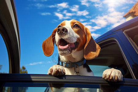 可爱车猎犬坐在车中享受阳光背景