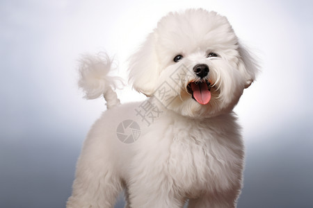 可爱的白色长毛狗背景图片