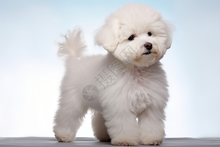 可爱的白色狗背景图片