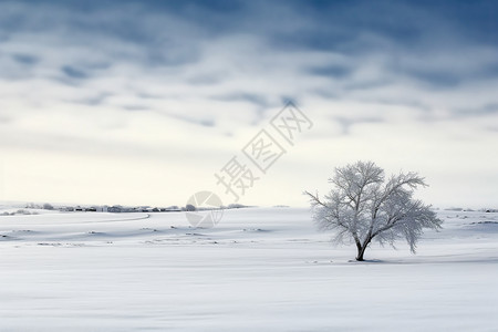 白色雪原中的树木图片