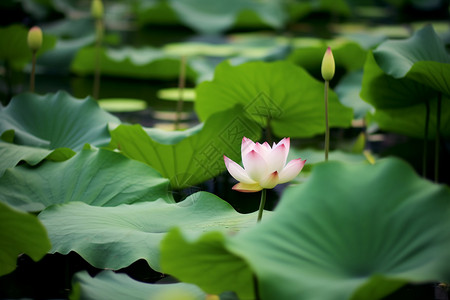 水中莲花的梦幻夏日背景图片