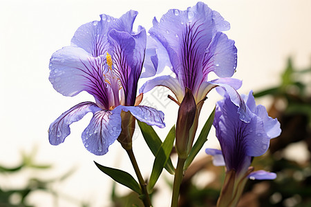 清新花卉植被紫白花朵绽放背景