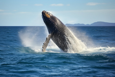 巨型动物巨型座头鲸跳出水面背景