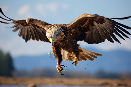 猎人与鸟素材飞翔于山脉之间的猎鹰背景