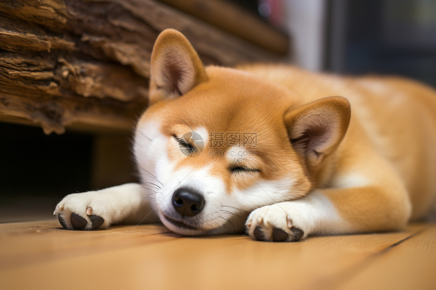 可爱的柴犬在木地板上睡觉图片