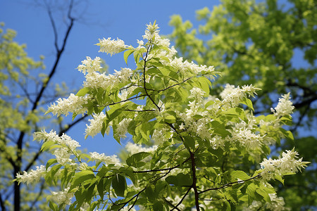 蓝天白云下的植物背景图片