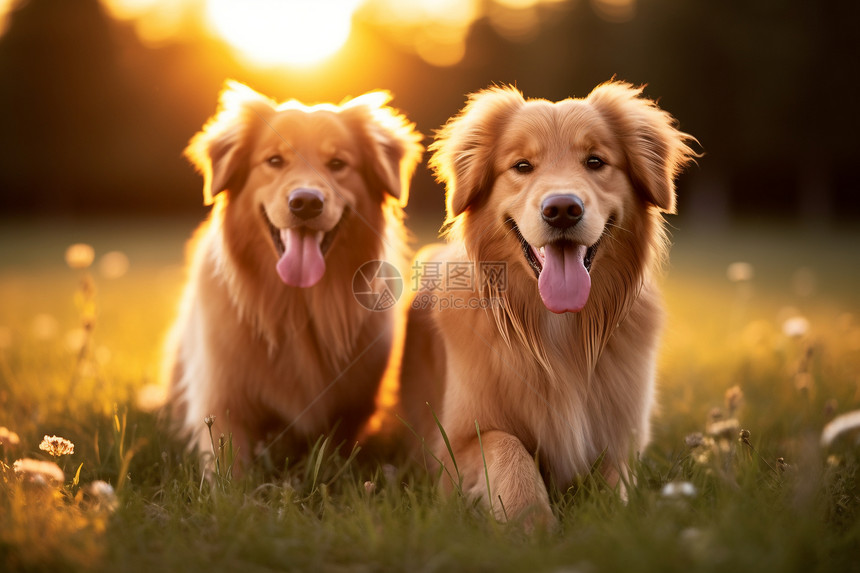 两只狗狗在草地上坐着图片